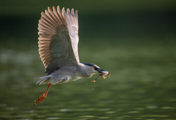 A night heron in flight catching fish