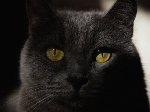 Grey shorthair British cat with bright green eyes. Cat portrait. Green cat eyes on a dark background, close-up. Pet, background, screensaver, cover. Beautiful cat face