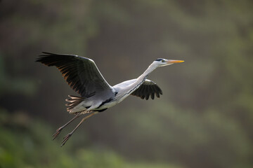 a night heron in flight