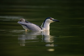 a night heron in the water