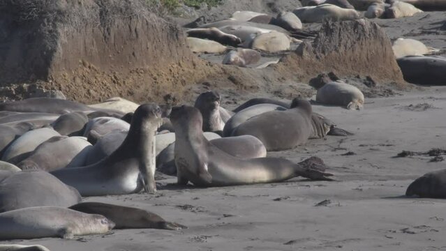 Young Elephant seals play fighting in front of adults resting on on the beach in California.
