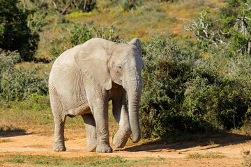 An African elephant (Loxodonta africana) walking in natural habitat, Addo Elephant National Park, South Africa.