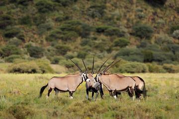 Gemsbok antelopes (Oryx gazella) in natural habitat, Mokala National Park, South Africa.