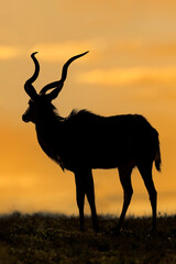 Male kudu antelope (Tragelaphus strepsiceros) silhouetted against an orange sky, South Africa.