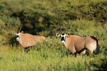 Gemsbok antelopes (Oryx gazella) in natural habitat, Mokala National Park, South Africa.