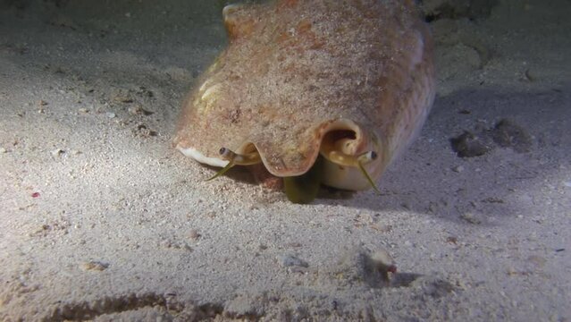 Pretty Giant Strombus in close-up underwater on sandy bottom at sea. Underwater world is mysterious place, full of incredible diversity of life that exists in realm largely inaccessible to humans.