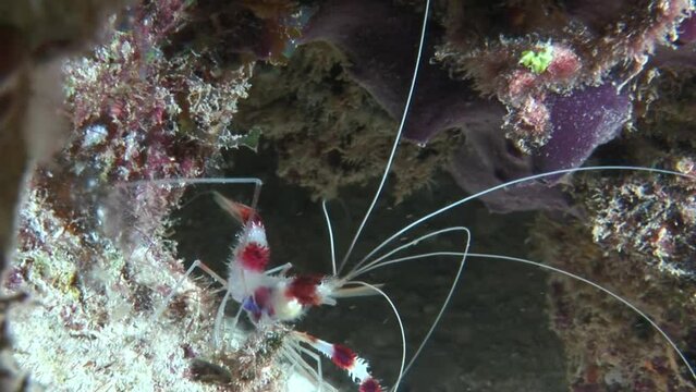 Stenopus hispidus close-up underwater on sandy bottom. Ocean is home to vast array of fascinating and beautiful creatures, fish, sea turtles, majestic sharks, playful dolphins, and deep-sea creatures.