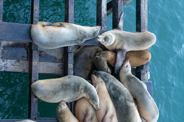 View of a group seal lions resting at the dock in the Santa Cruz Wharf in California