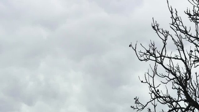 timelapse motion of gloomy clouds with rain