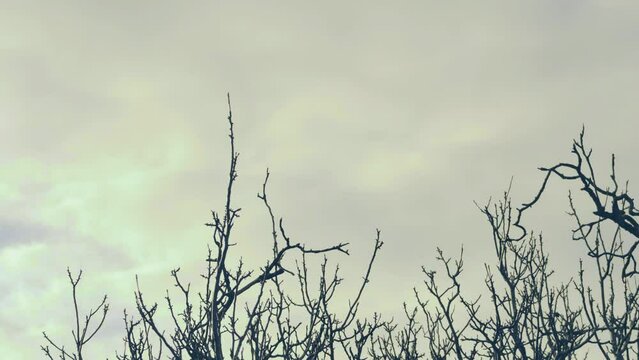 timelapse of the movement of branches against the background of fast moving clouds