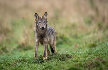 Selbstklebende Fototapeten Grey wolf ( Canis lupus ) close up © Piotr Krzeslak