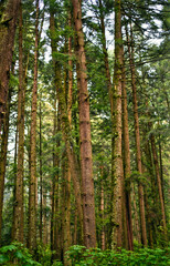 grandes arboles verdes en medio del bosque