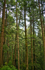 Obraz na płótnie Canvas grandes arboles verdes en medio del bosque