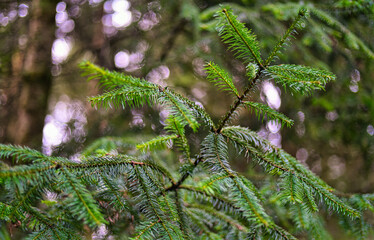 close up de pino en medio del bosque