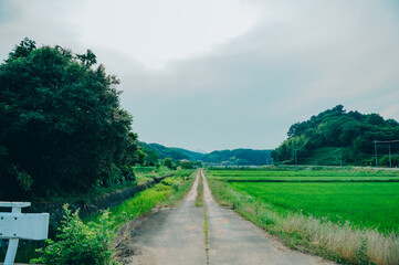 Fototapeta na wymiar 夏の田舎風景