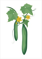Cucumber Fruit Vegetable Vector Fresh Fruits Vegetables Green