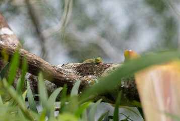 Smiling lizard, Maui.