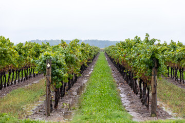 Fototapeta na wymiar milieu d'une rangée d'arbres à raisin d'un vignobles en automne prêt pour la récolte lors d'une journée ennuagée