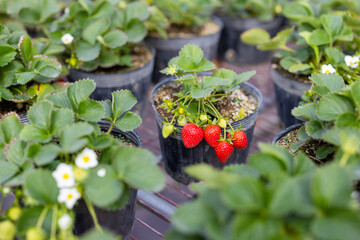Strawberry sprout in the farm