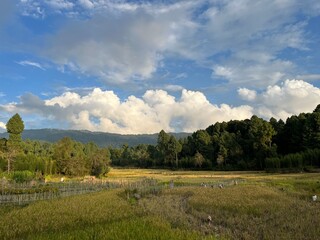 Green rice fields and view of forest in the backdrop