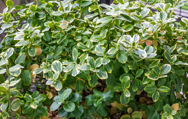 Fototapeta na wymiar arrière plan de plante verte avec contour blanc à l'extérieure