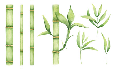 Naklejka premium Set of bamboo stems and leaves . Greenery bamboo. Watercolor illustration, hand-drawn. Isolated on white background.