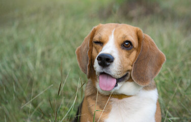 Portrait cute face Beagle dog in  the grass, smiling beagle portrait, happy beagle dog, adorable...