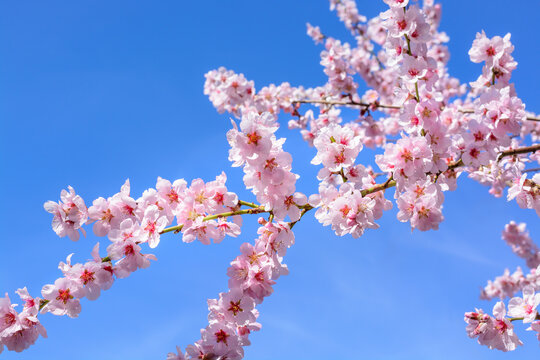 Blossoming cherry branch against the blue sky
