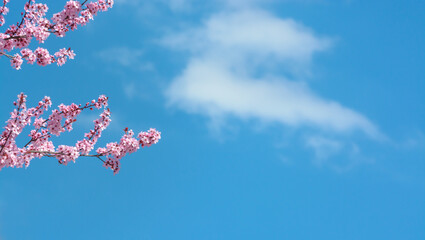 Background with blue sky, cloud and cherry blossom branch