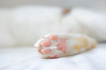 A close-up view of a cat's feet