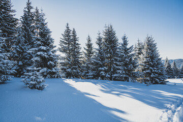 Alpine mountains landscape with white snow and blue sky. Sunset winter in nature. Frosty trees under warm sunlight.  Hiking winter to kralova hola, low tatras slovakia landscape © Zedspider