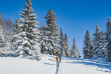 Mountaineer backcountry ski walking ski alpinist in the mountains. Ski touring in alpine landscape with snowy trees. Adventure winter sport. Kralova hola, Slovakia © Zedspider