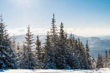 Alpine mountains landscape with white snow and blue sky. Sunset winter in nature. Frosty trees under warm sunlight.  Hiking winter to kralova hola, low tatras slovakia landscape © Zedspider