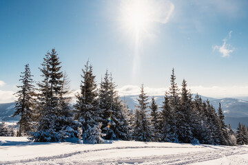 Alpine mountains landscape with white snow and blue sky. Sunset winter in nature. Frosty trees under warm sunlight.  Hiking winter to kralova hola, low tatras slovakia landscape © Zedspider