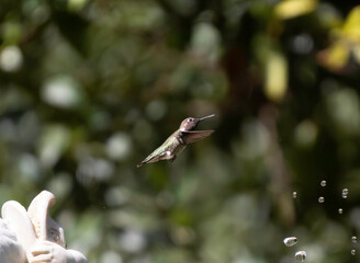 A humming bird in flight