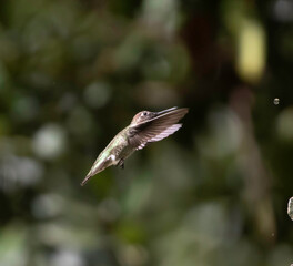 A humming bird in flight