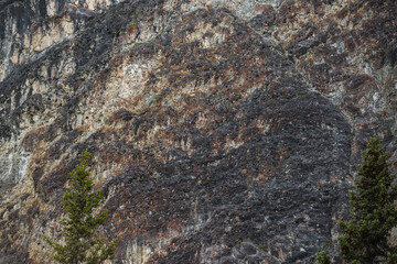 nature mountains background - rocks, plants, flowers. Selective focus