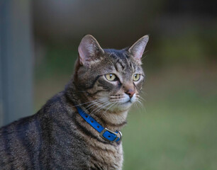 A portrait of a tabby cat on the grass