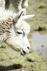 Obraz premium llama eating grass in the field quietly
