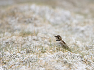 horned lark- Eremophila alpestris bird in himalayan region