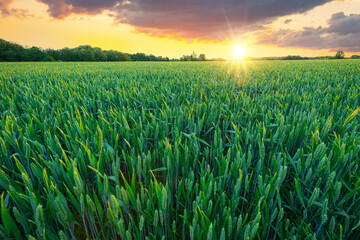 The unripe green wheat field under the summer sunset sky with the shining sun through the clouds. Agriculture concept background.