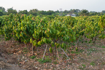 Fototapeta na wymiar Farm with fruit cocoa plantation.