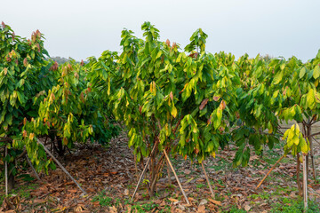Farm with fruit cocoa plantation.
