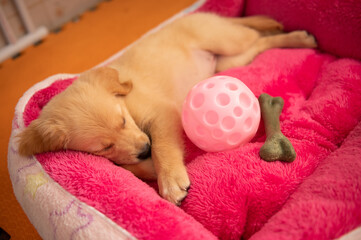 Little cute golden retriever sleeping on bed with toy