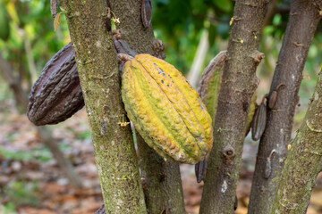 Farm with fruit cocoa plantation.