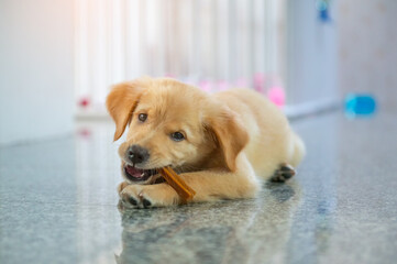 Close-up little cute golden retriever eating and playing the denta stick 