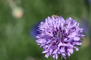 Light Purple Flower