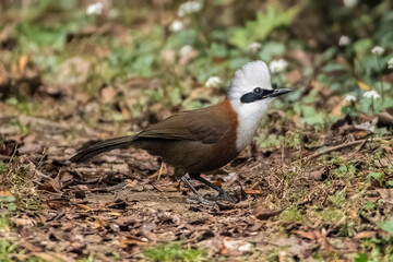 white crested laughingthrush