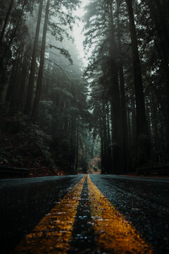 road in the forest