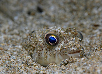 Cute baby puffer fish from Cyprus